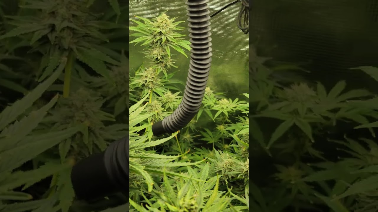 Greedy Gardenz - week 6 day 4 #myacgrow