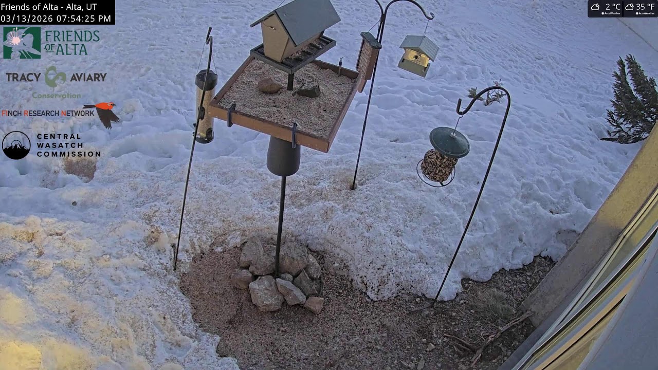 2026-03-13 - Day - Friends of Alta - Alta, UT - Live Stream Bird Feeder Cam (FiRN)