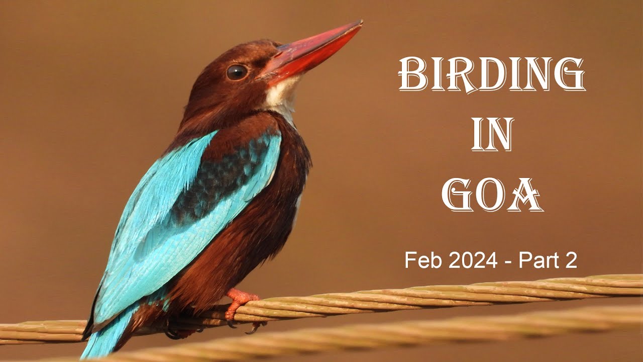 Birding in Goa | Feb 2024 - Part 2 | Western ghat Birds | Birdwatching | Goa Birding | Urban birding