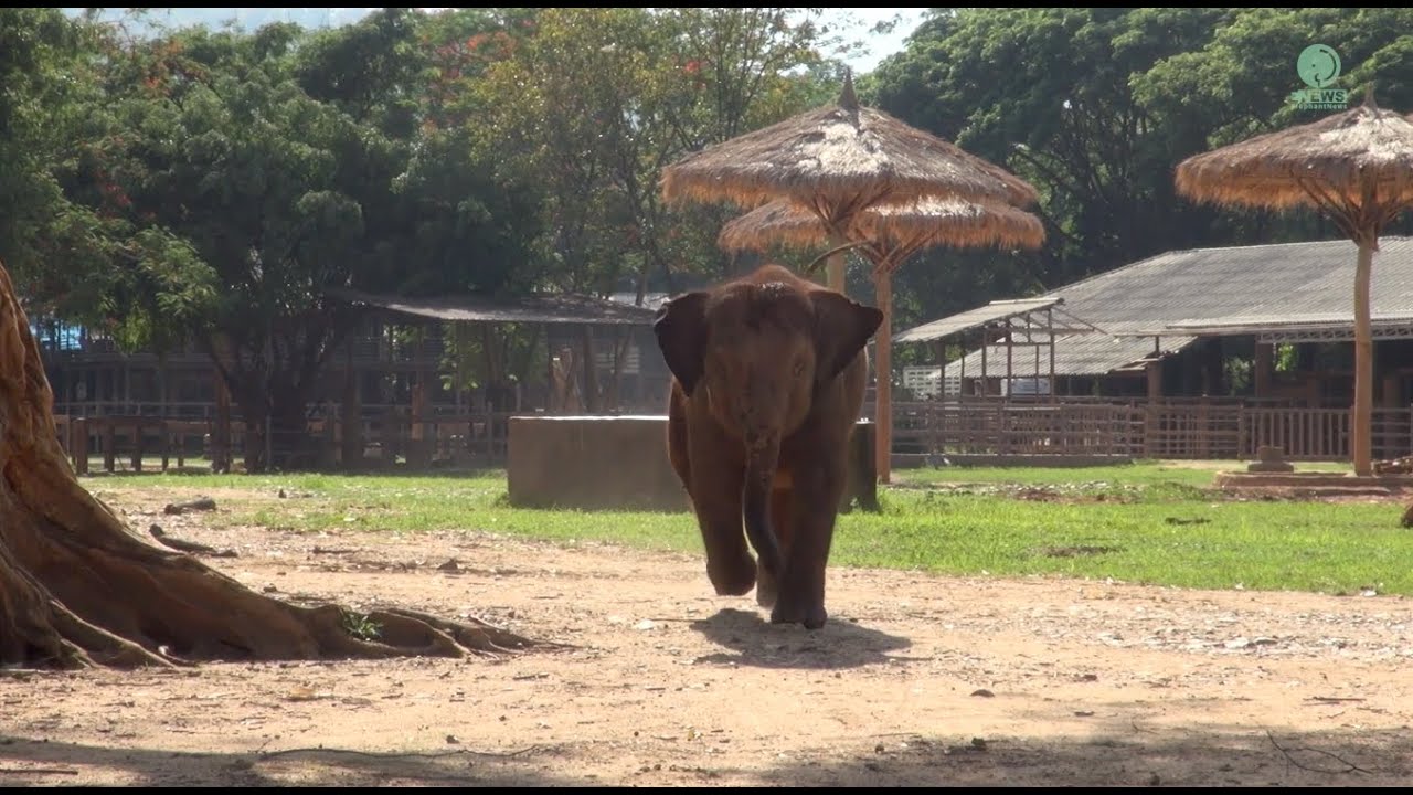 Baby Elephant LekLek Loves To Running Around - ElephantNews