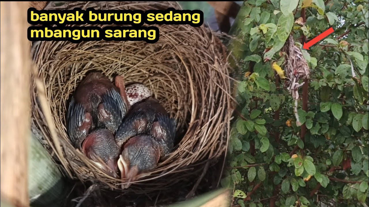 Ngebolang cuman sebentar! Ternyata banyak burung yang lagi mbangun sarang 
