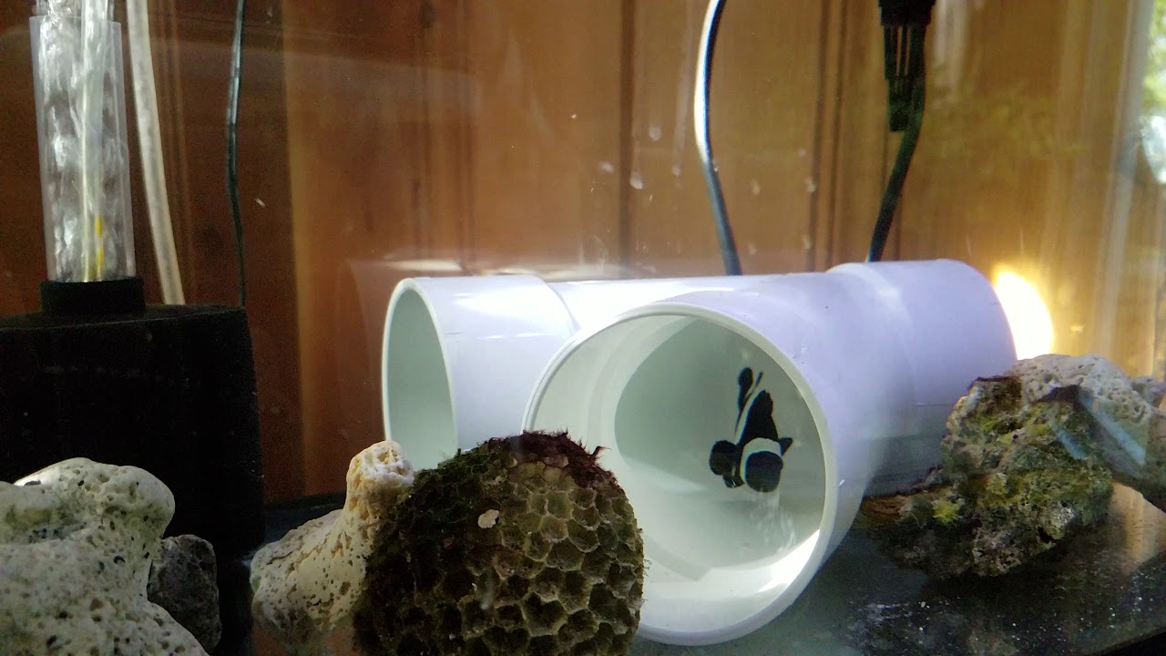 Clown fish parasites 2 ...treatment