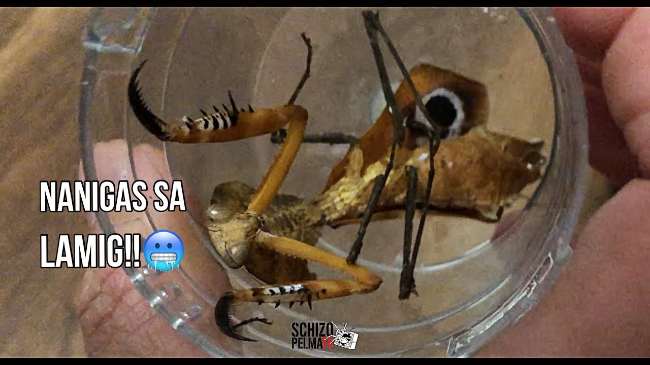 Ang Pagbabalik ng mga bida!