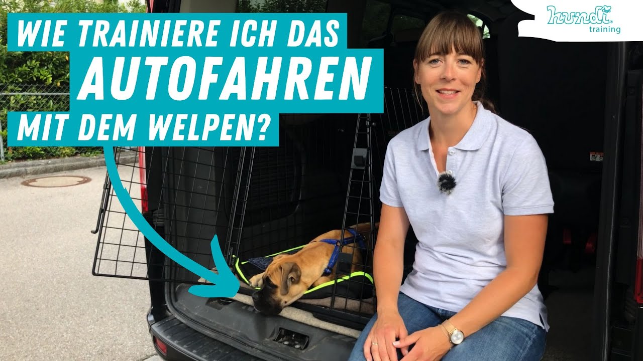 Mit Welpen entspannt Autofahren | Tipps von Jessica by Hundi Training