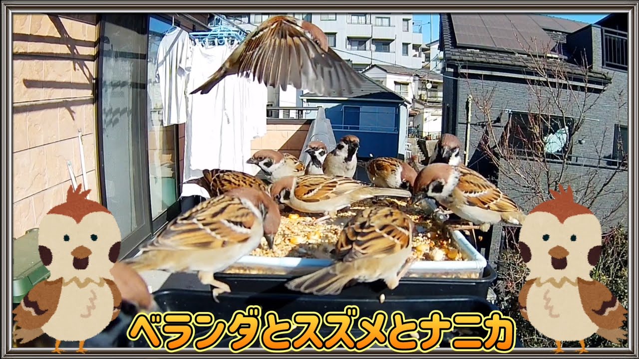 【🐥スズメ】ベランダとスズメとナニカ