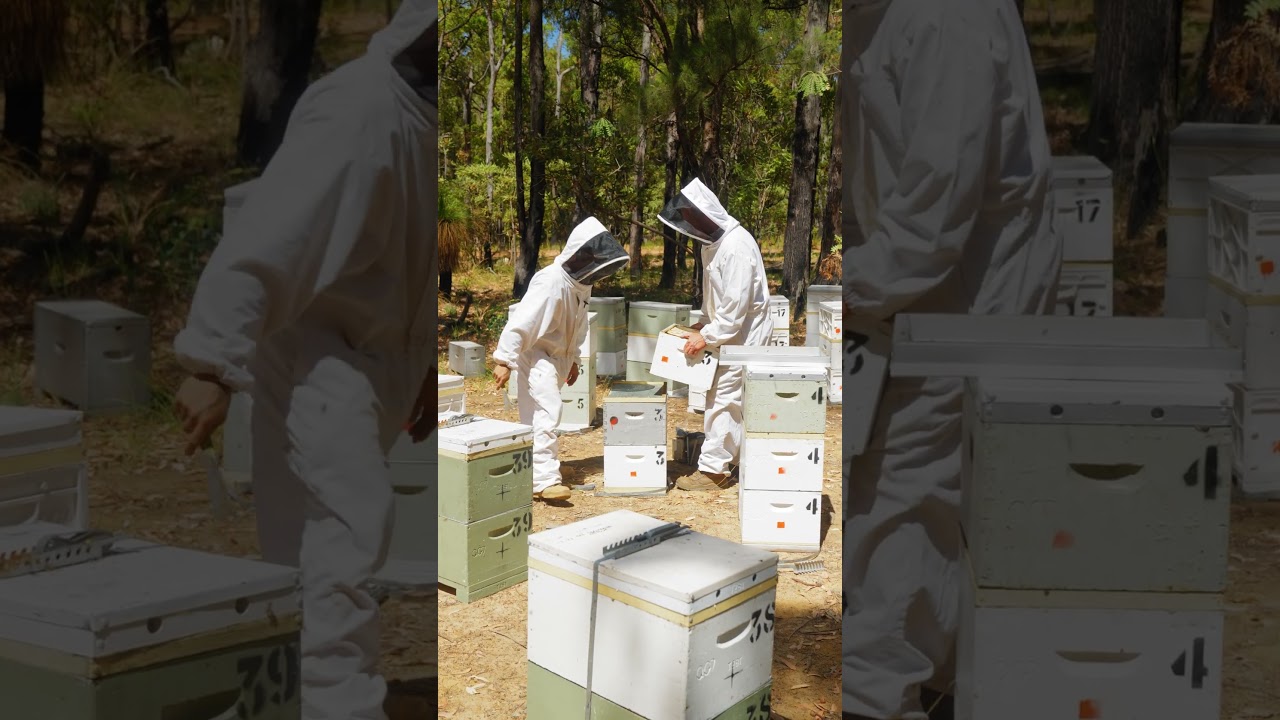 Our biggest question asked&hellip;. The difference between Jarrah and Manuka honey. 🍯 #honey #beekeeping