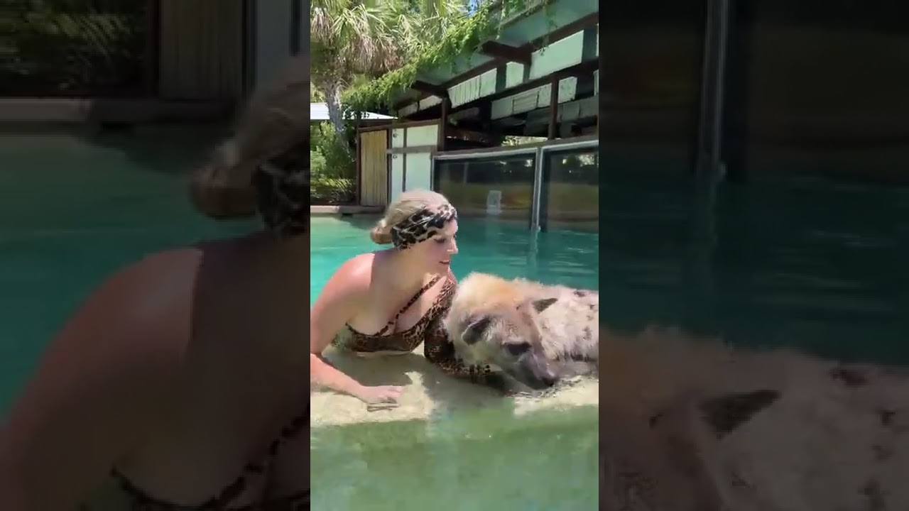 hyena in the pool!