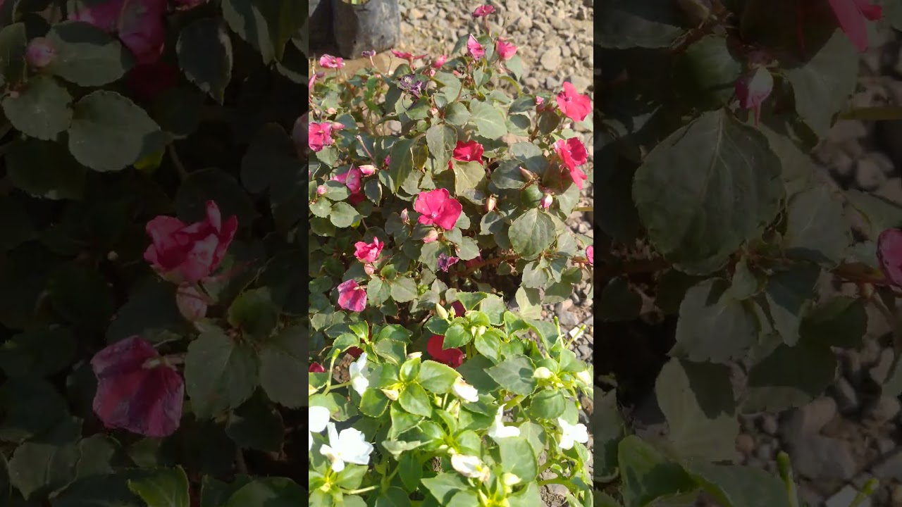 plant
