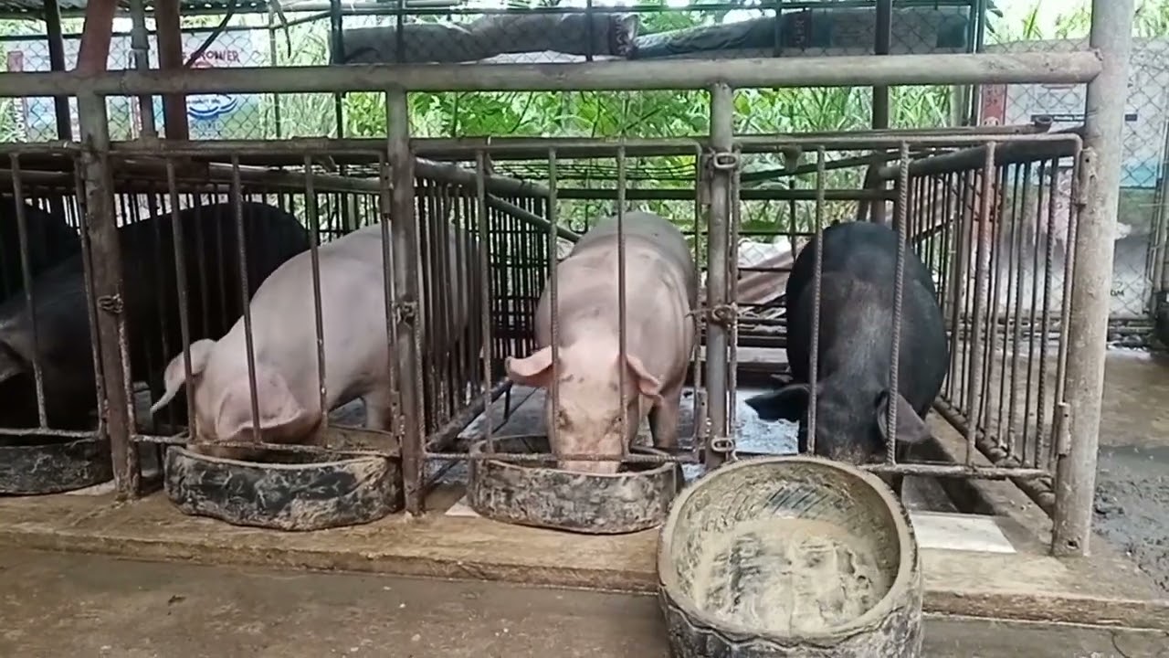 how to set - up a small pig farm