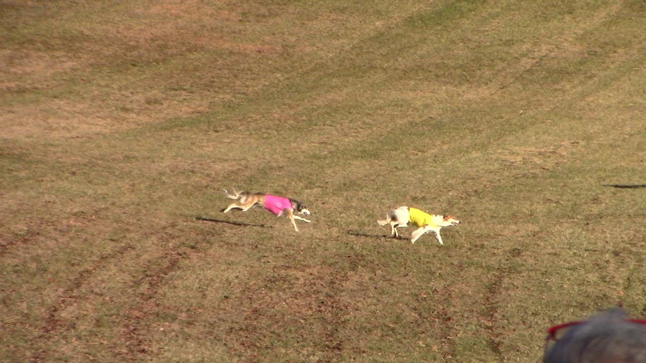 2019 AKC NLCC - Borzoi Best of Breed in Event