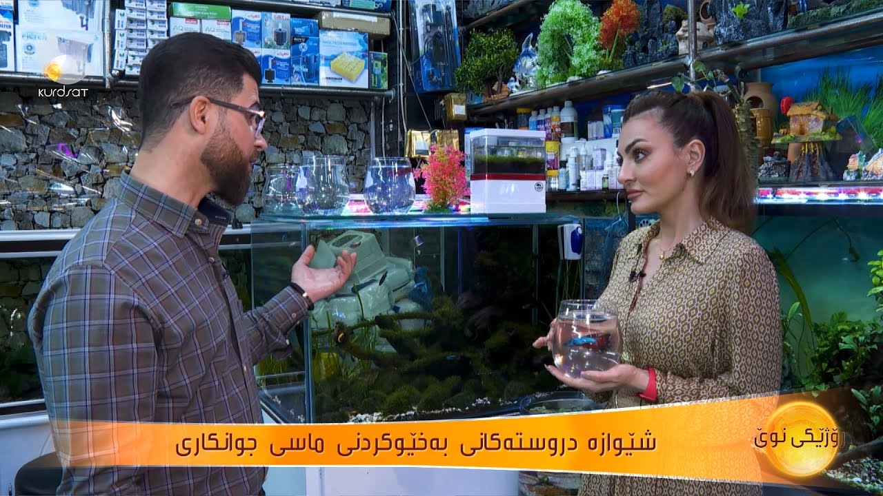 شێوازی دروست بۆ بەخێوکردنی ماسی جوانکاری ماڵ