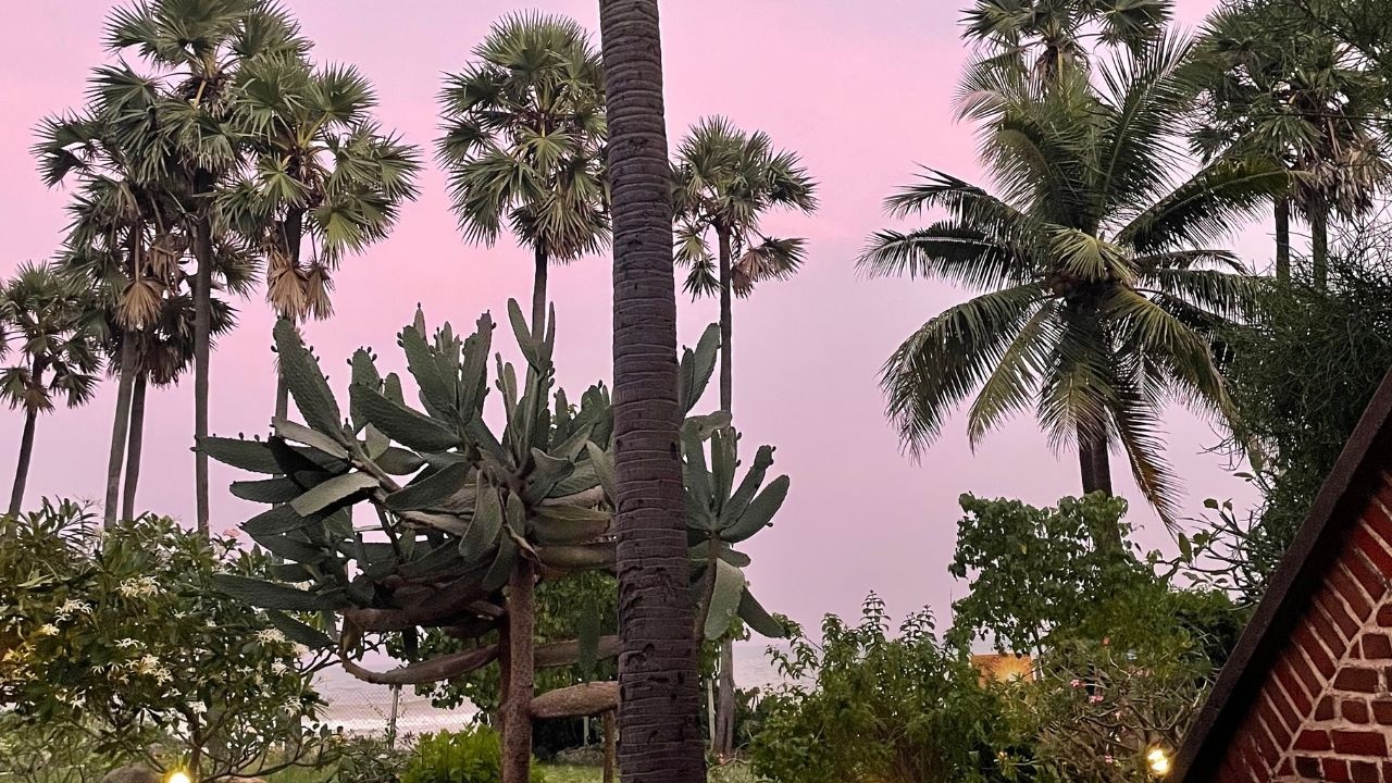 A Slow Evening Beneath a Pink Sky | Soft Piano for Studying, Reading & Rest