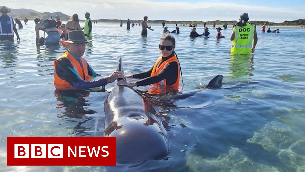 Rescuers save whales from notorious stranding spot - BBC News
