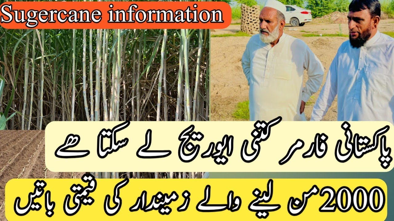 How much can a Pakistani farmer earn on sugercane average?//ideal farming 