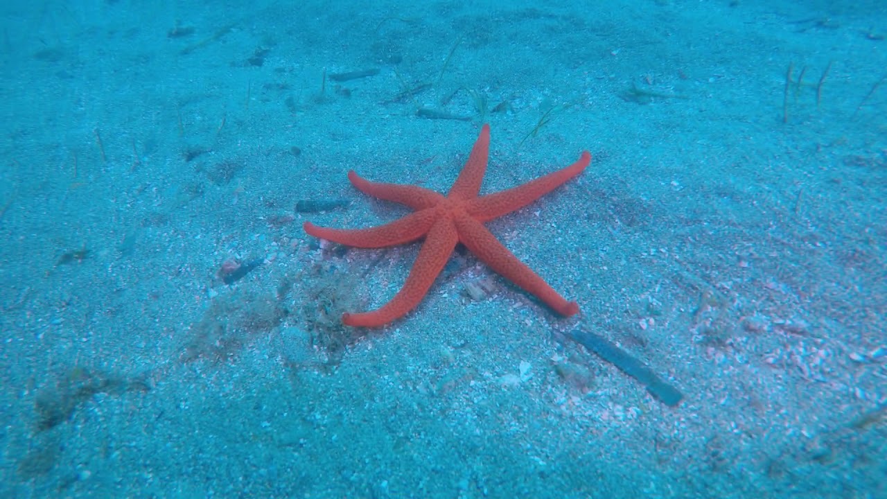 Buceo en Almeria