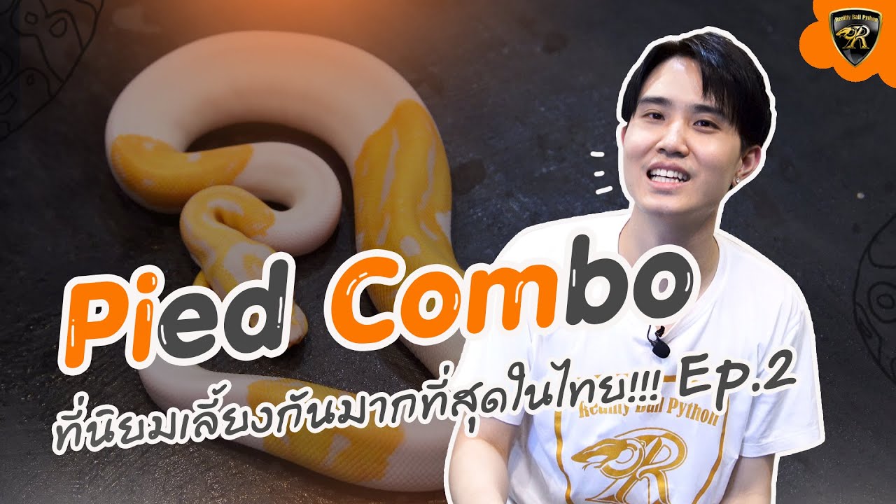 งูบอลนำเข้า Pied Combo ยอดนิยม ที่คนไทย นิยมเลี้ยงมากที่สุด 
