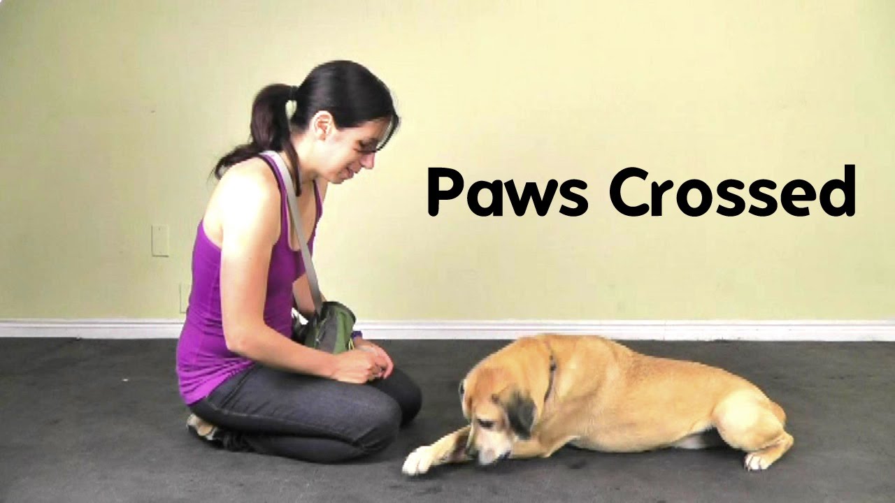 Teach Dog to Cross their Paws