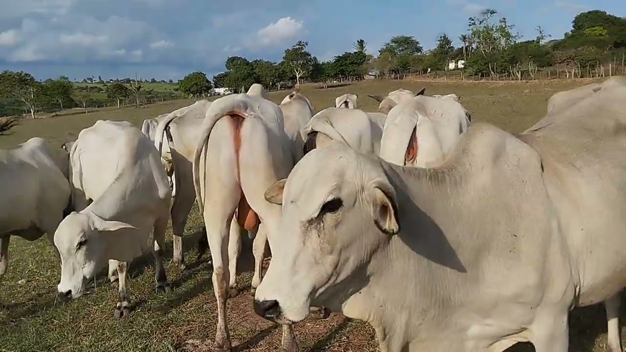 a hora do manejo do gado 