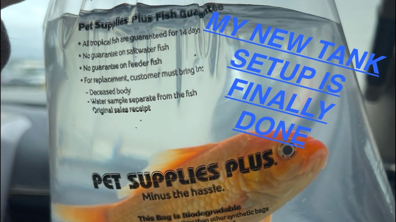 My Recent Fish Tank Project!!