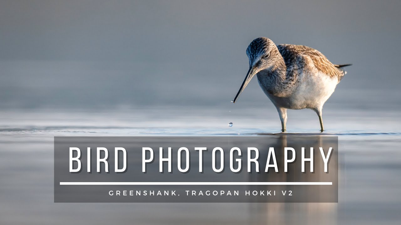 Bird Photography | Photographing the Greenshank!