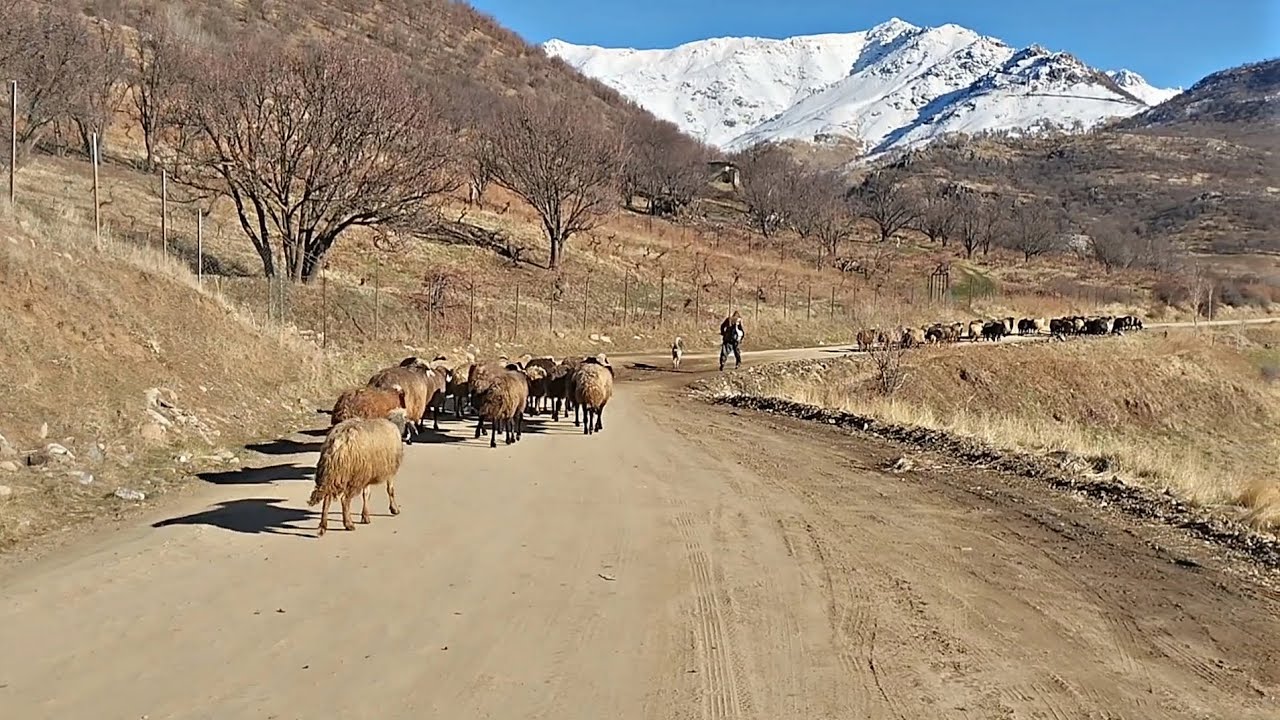 Taking sheep to pasture in late autumn in the Zagros Mountains