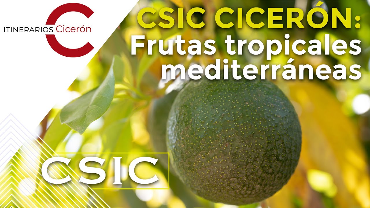 CSIC Cicerón 2.2 Frutas tropicales mediterráneas