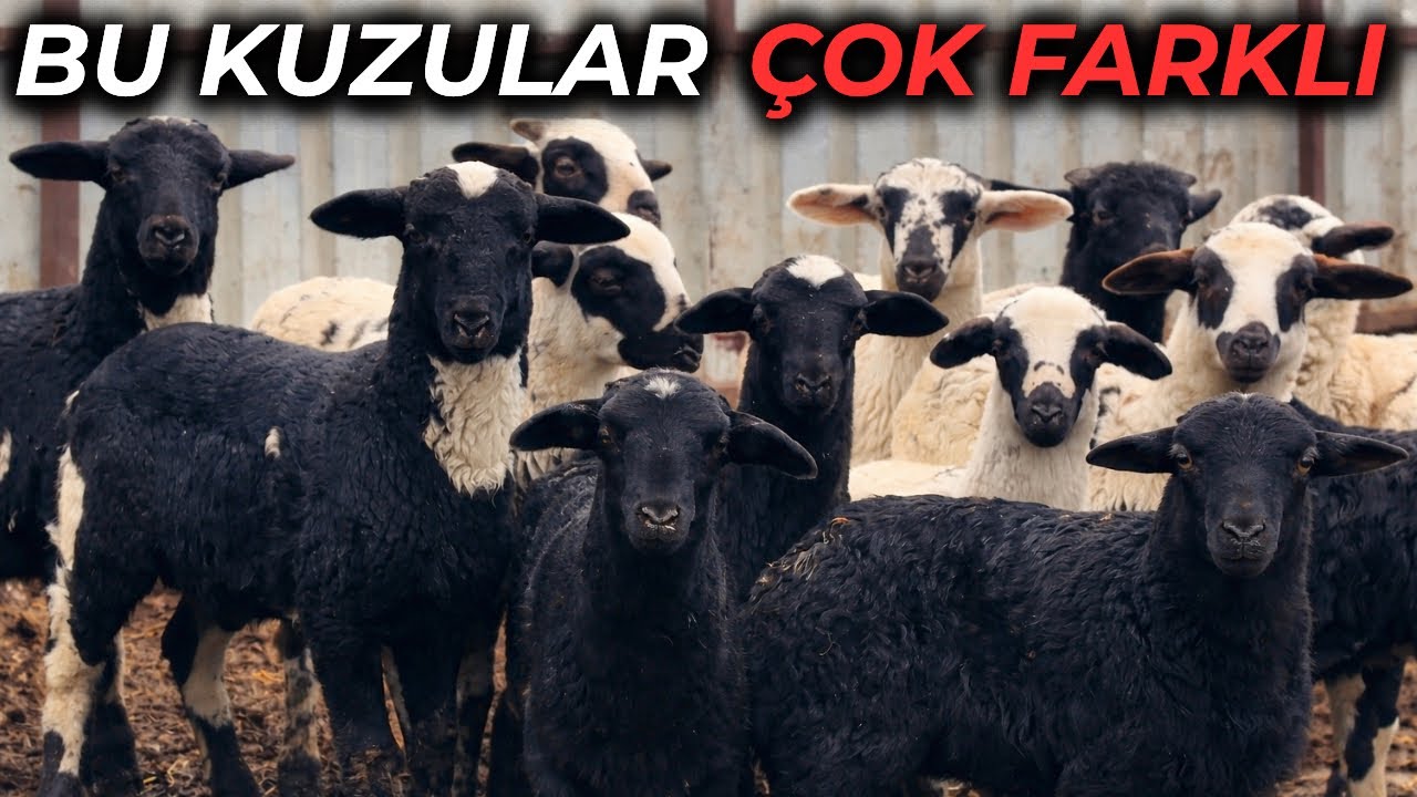 Bu Kuzular Çok Farklı! Bu Çiftlikte Ne Oluyor ?