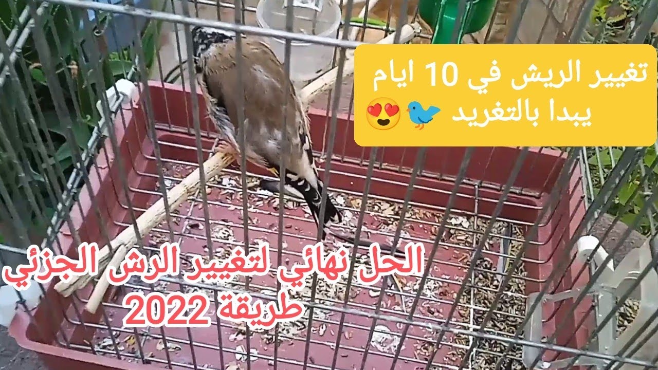 غيار الريش الجزئي للحسون| غيار الريش الجزئي عند اقتراب موسم التزاوج اسبابه و علاجه