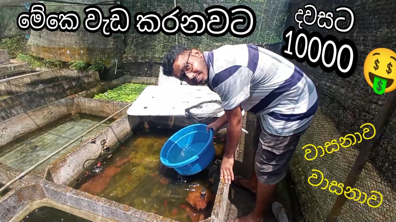 Koi පැටැවු ගැහුව කියන්නකො🤩පැටැවු ලක්ශයක් විතර ඉන්නව🤑🤑