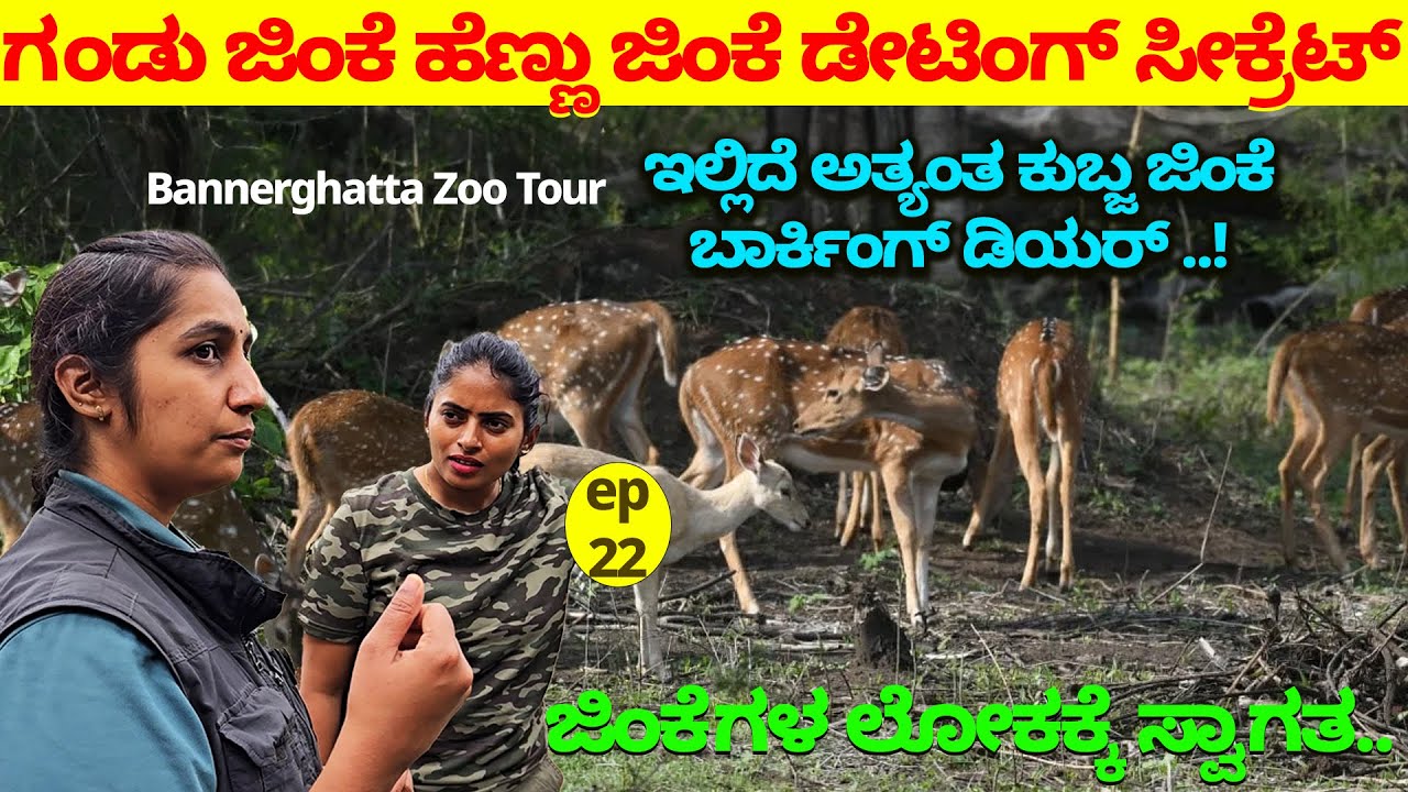 ಗಂಡು ಜಿಂಕೆ ಹೆಣ್ಣು ಜಿಂಕೆ ಡೇಟಿಂಗ್ ಸೀಕ್ರೆಟ್-ಇಲ್ಲಿದೆ ಅತ್ಯಂತ ಕುಬ್ಜ ಜಿಂಕೆ-Nandini-BANNERGHATTA ZOO DEER-22