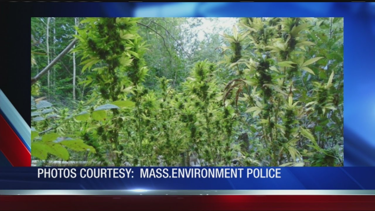 47 pot plants found growing in state forest