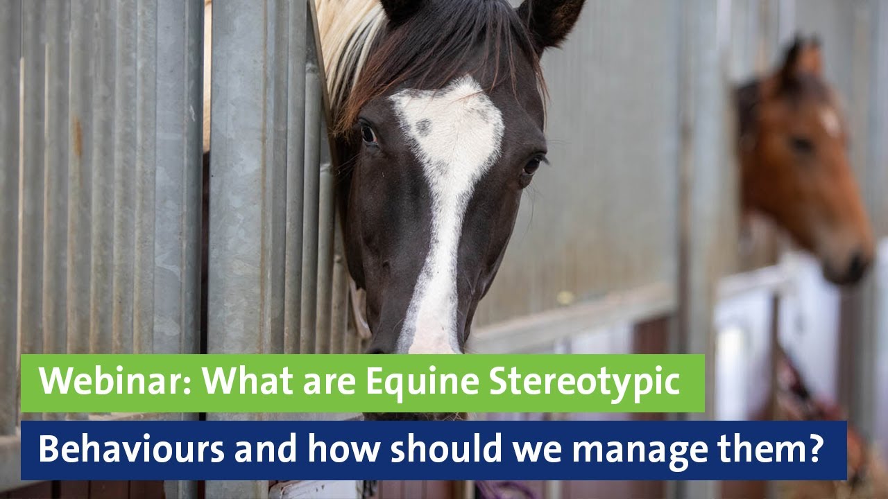 Webinar: What are Equine Stereotypic Behaviours and how should we manage them?