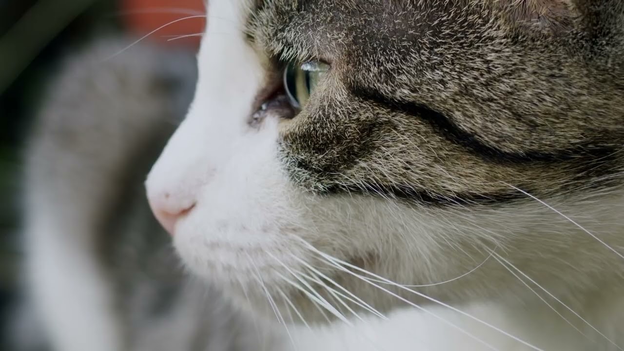 고영희 탐구생활 #고영희 #고양이 #야옹이 #애옹이 #귀여운고양이