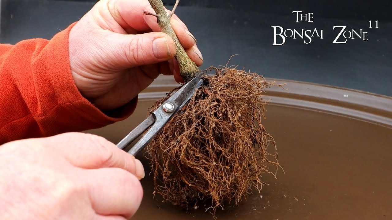 Repotting My Young Hawthorn and Korean Maple, Part 1, The Bonsai Zone, Feb 2024