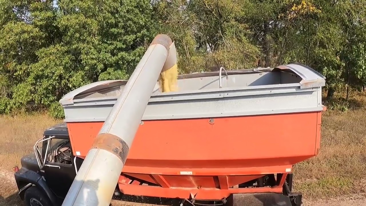First day of soybean harvest 2024 with the Gleaner M2 only one mild breakdown