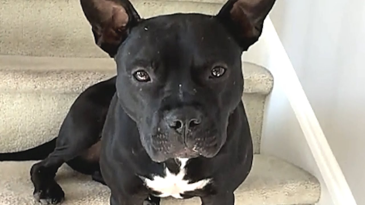 Rescue dog's first heartbreaking moments in new home