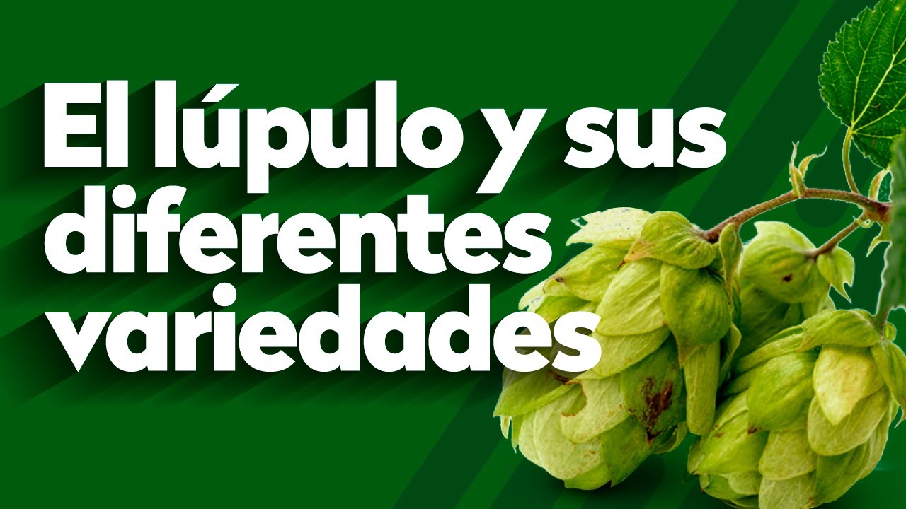 El lúpulo y sus diferentes variedades