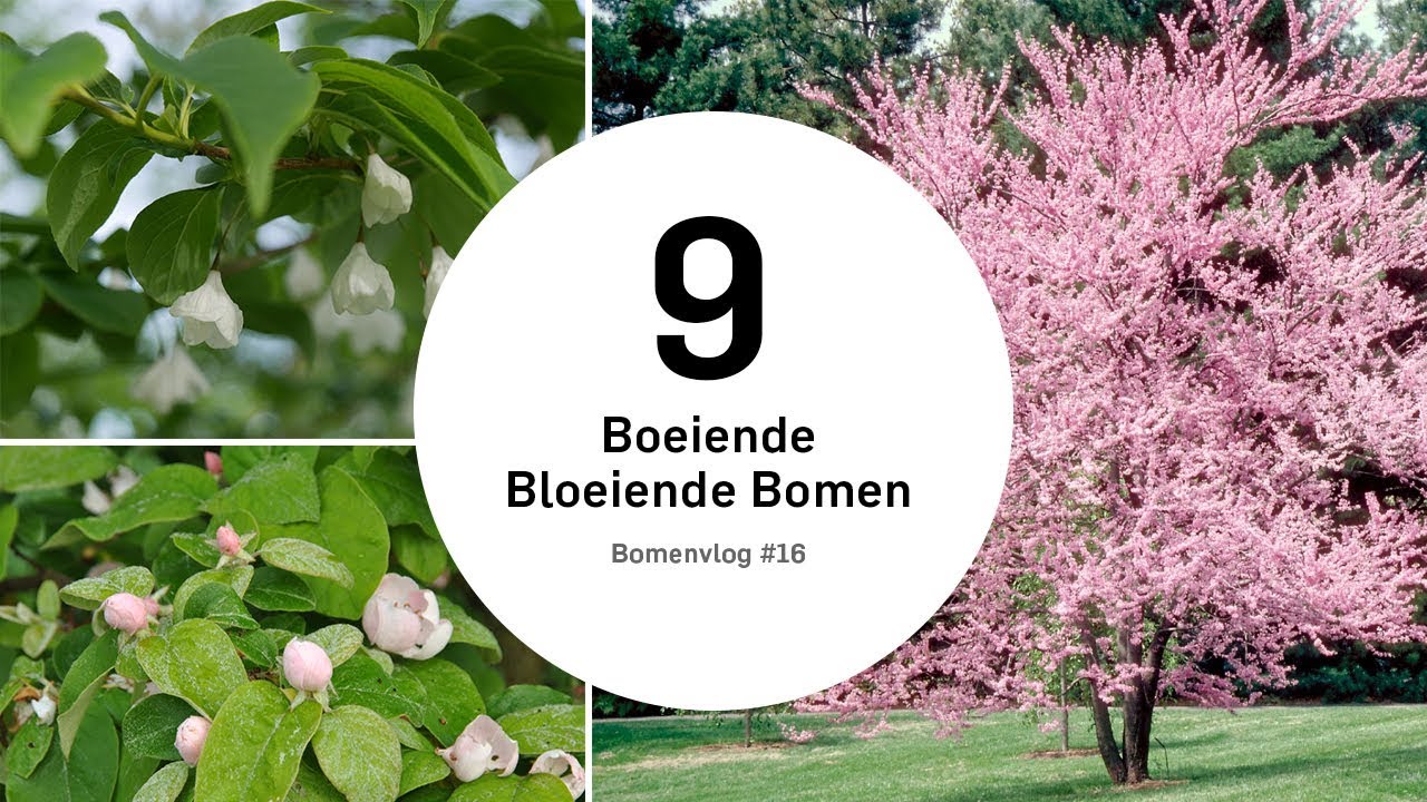 Bloeiende Bomen |  Bomenvlog #16