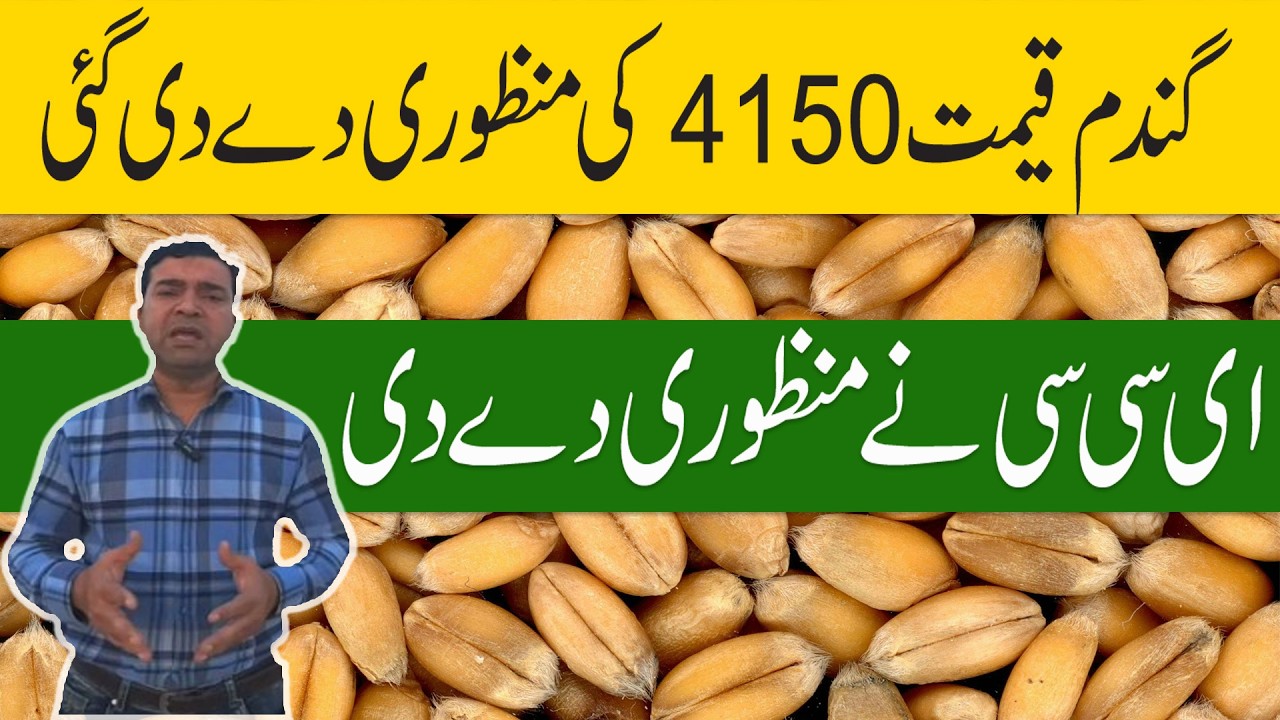 wheat price 4150 ECC nay manzoori day di