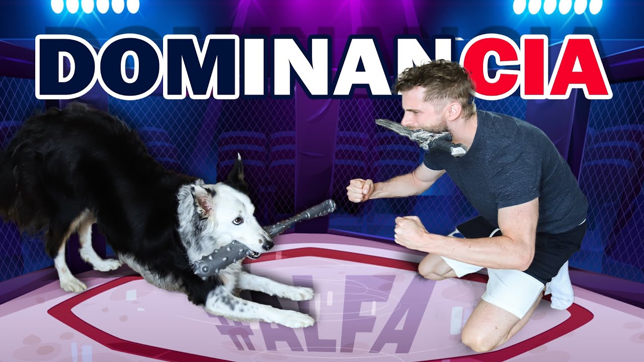 El Mito del Perro Dominante 🐶🐺