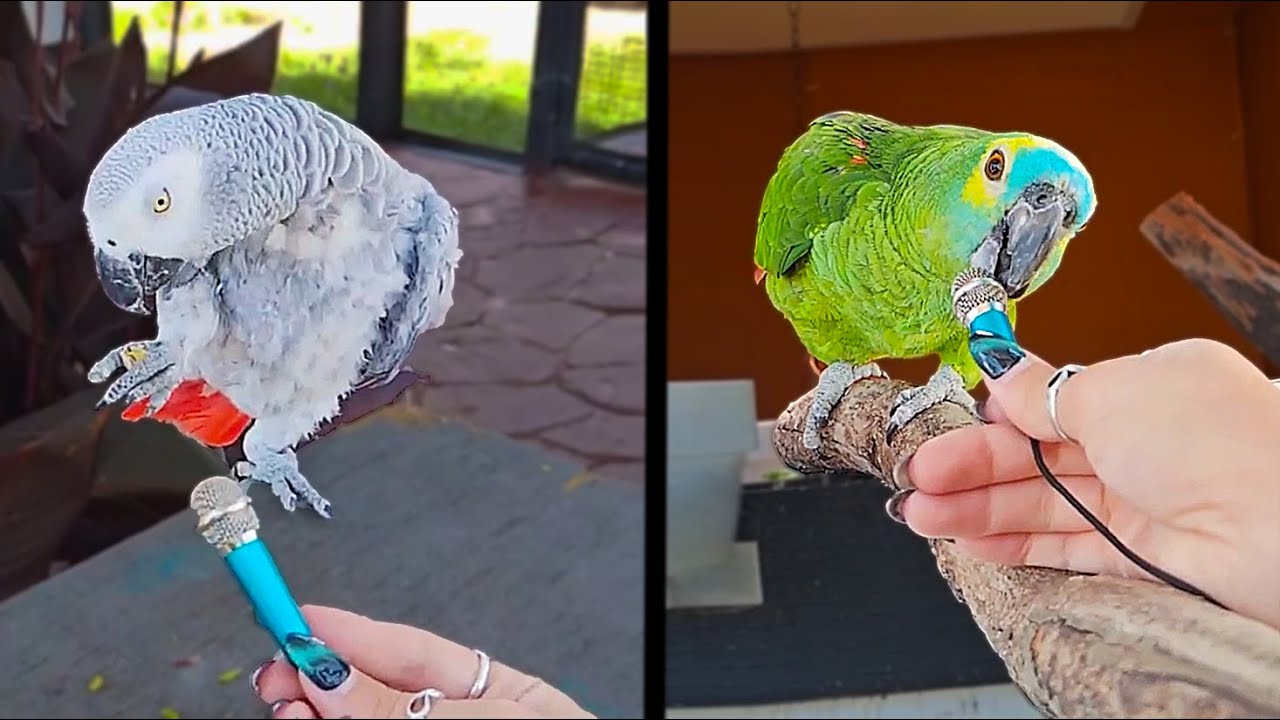 Maya attempts to do ASMR with the parrots at Alveus