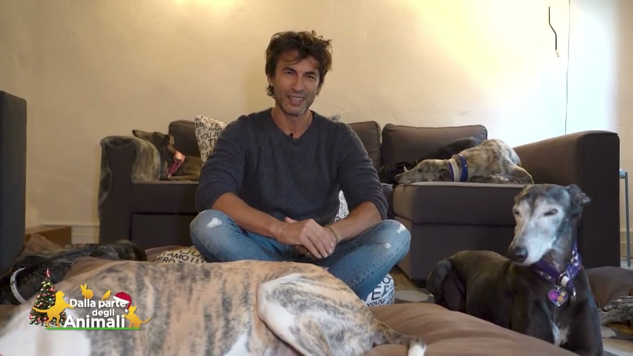 KLEDI BALLA PER I GALGOS