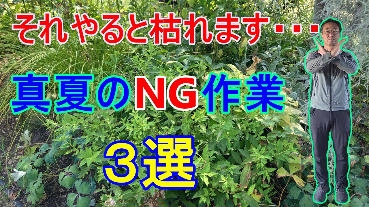 【ガーデニング初心者必見】プロガーデナーが紹介する真夏にやってはいけない作業3選
