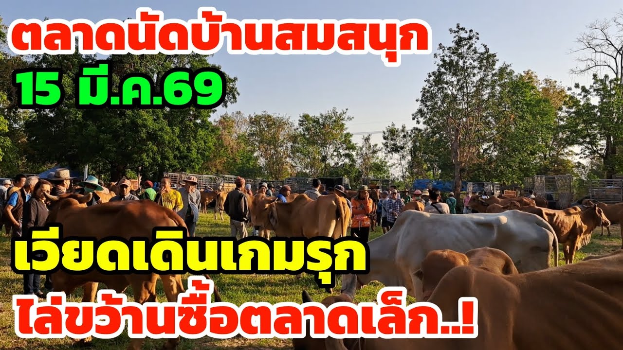 ราคาวัววันนี้‼️15 มี.ค.69 ตลาดนัดบ้านสมสนุก เวียดรุกคืบ ไล่ขว้านซื้อเข้าตลาดเล็ก บรรยากาศสุดคึกคัก