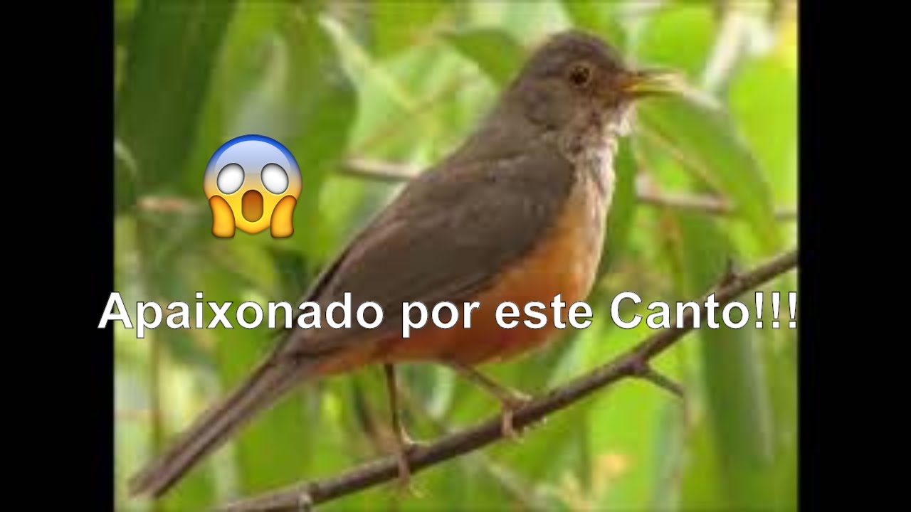 Sabiá Laranjeira - Canto Flauteado (ÓTIMO PARA TREINAR FILHOTES)