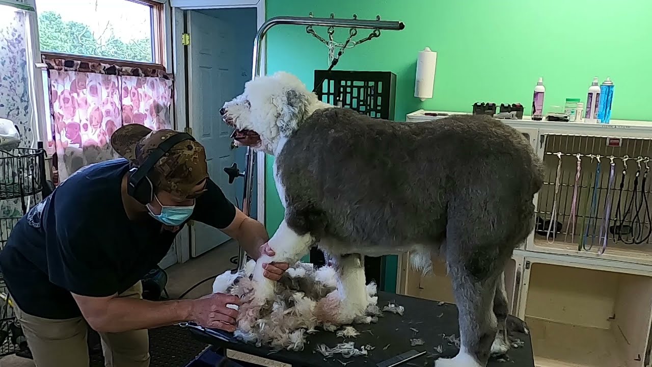 Piper - Old English Sheep Dog Full Haircut
