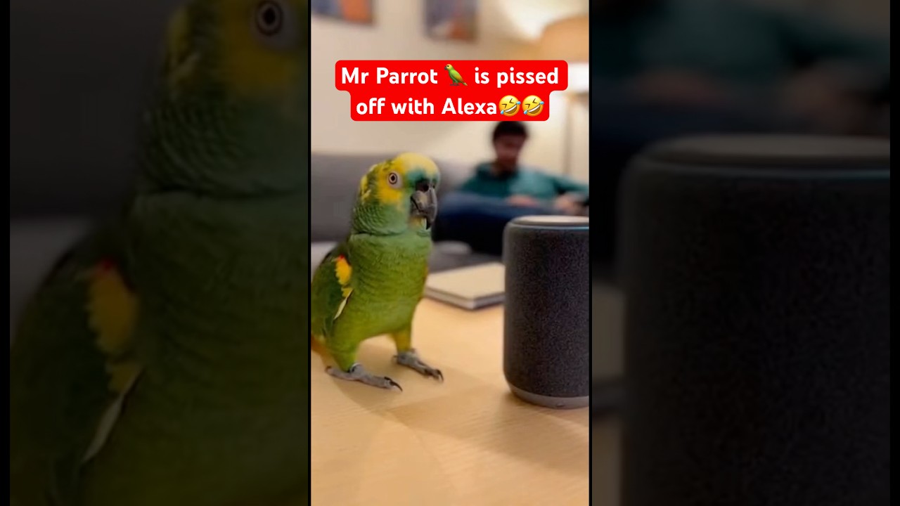 Mr Parrot 🦜 is pissed off with Alexa🤣🤣 