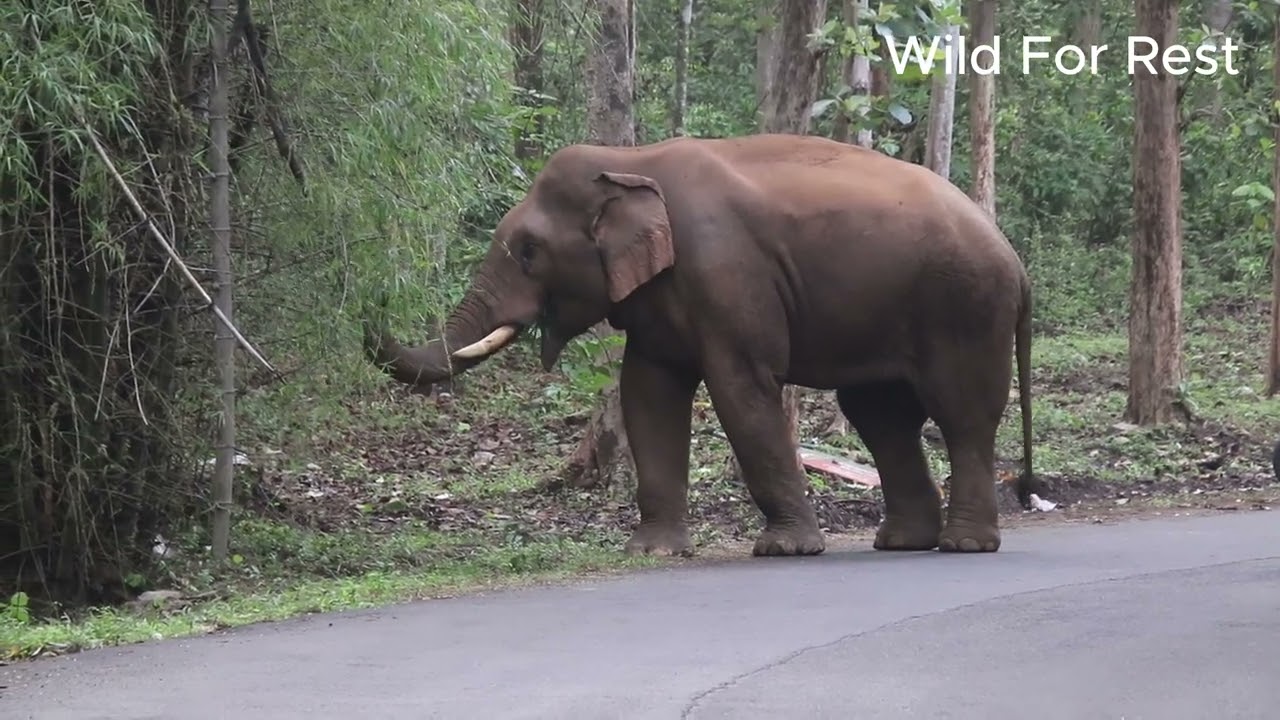 wild elephant block the trafic and peacefully eat his food @allthingaboutwildelephant