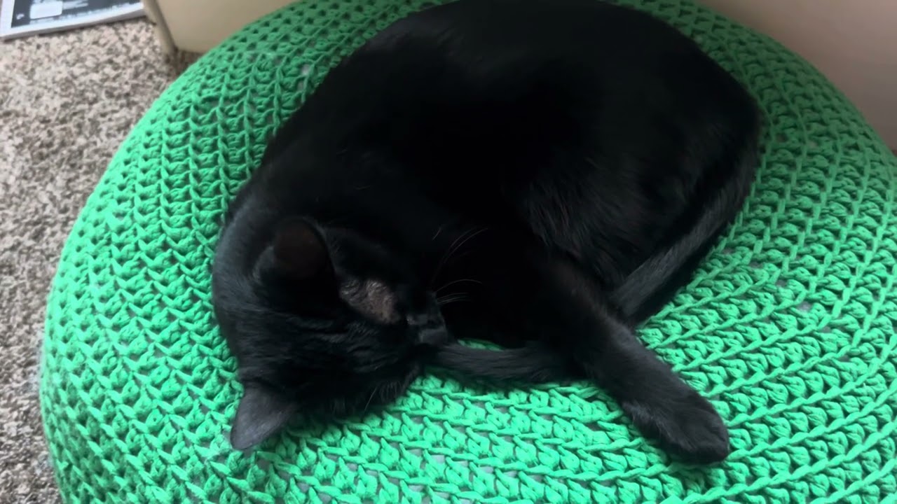 I talk to my cat about how librarians are not your enemy