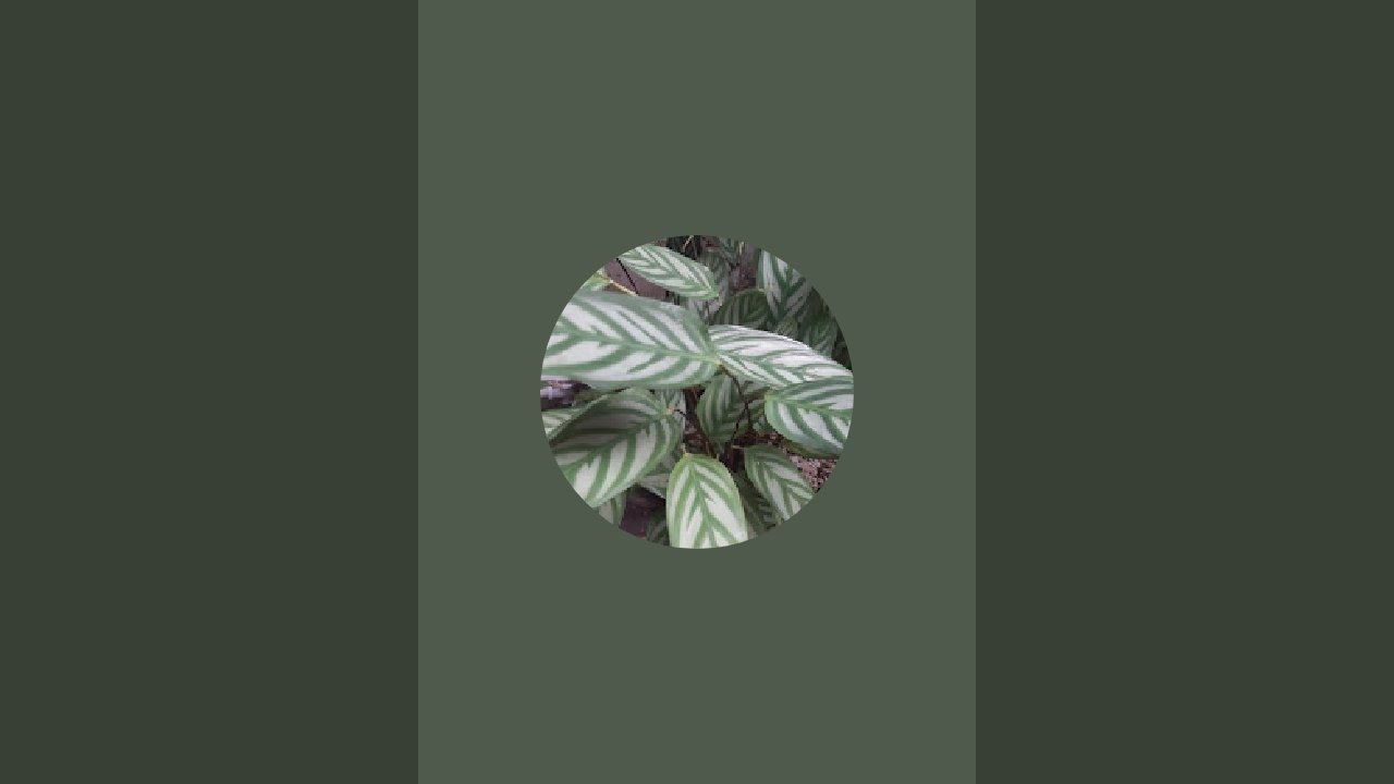 plantitosTV is live!
